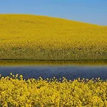 8229-knebel-kornblomstvej-7
